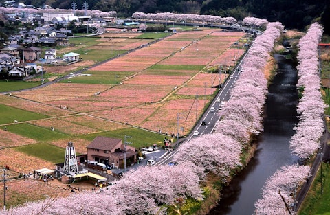 [이미지1]마쓰자키조 중앙을 흐르는 나카가와 강 하구에서 오사와 온천까지 약 6km에 약 1,200그루의 왕벚나무가 심어져 있으며, 3월 하순부터 4월 상순에 걸쳐 피는 벚꽃의 명소입니다. 
