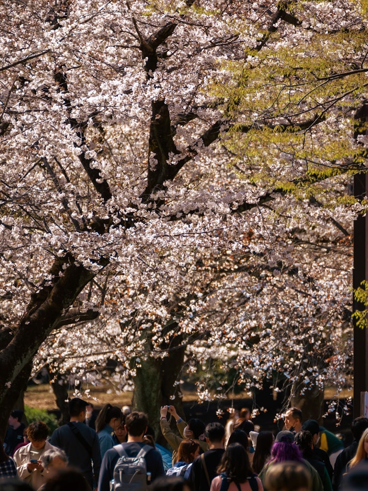 [Image1]One of my favourite moments. Cherry Blossom, surrounded by people enjoying themselves. This is what 