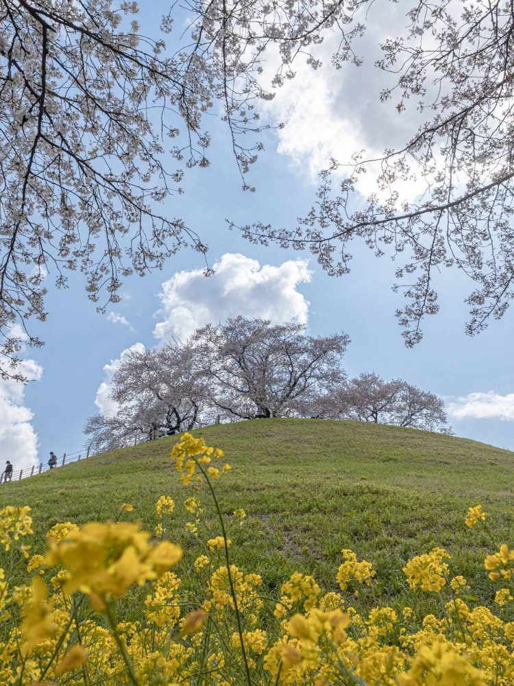 [相片1]1000年来，我们一直在🌸守护埼玉县这是埼玉县行田市的坂玉陵。坟冢😆上只盛开一朵的樱花，非常美丽我很期待🤤明年