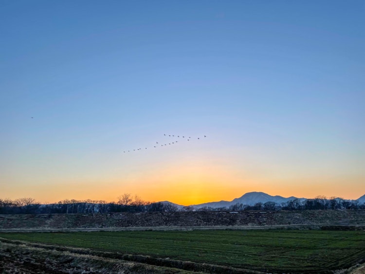 [画像1]紫波町で撮影した白鳥の群れと夕焼けです。3月半ばから白鳥たちはこの地を離れ、別の場所へ移動していきます。幼い頃に食パンをあげて白鳥と戯れていた思い出に浸りながら眺めています。雪国だから見れる光景、自然