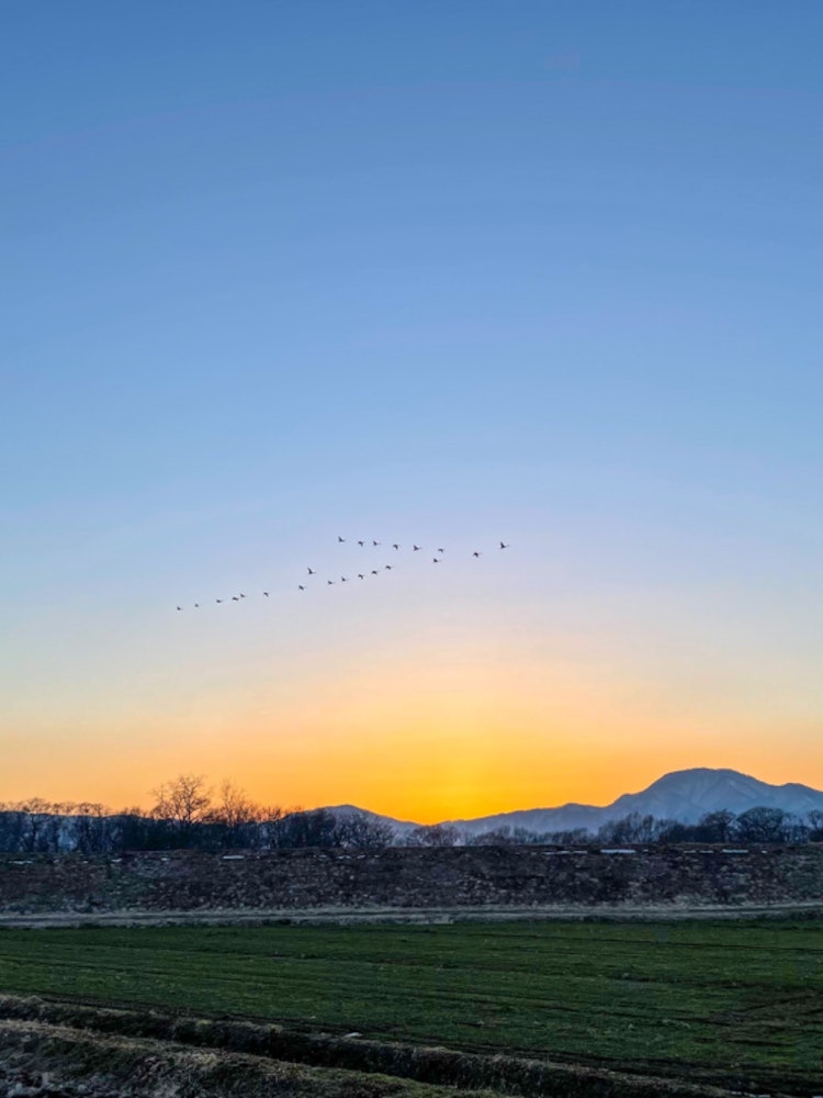 [Image1]This is a flock of swans and sunset taken in Shiwa Town.From mid-March, the swans leave the area and
