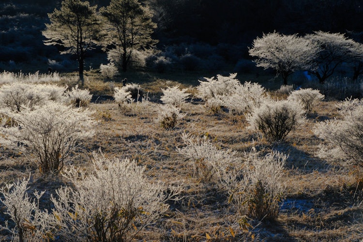[이미지1]하루나 산 늪의 밭은 영하 15°C, 밭의 나무는 좀처럼 볼 수 없는 안개 얼음으로 덮여 있습니다.하얗게 된 세상으로 바뀐 아침의 풍경