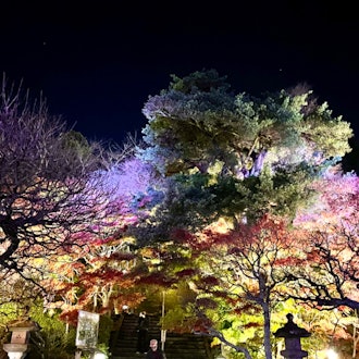 [이미지2]단풍으로 빛나는 가마쿠라 하세데라 사원.하세데라 사원의 밤 특별 관람 중, 12월 6일 어제 본 스마트폰 사진입니다.단풍이 만개하고 라이트 업된 환상적인 공간을 즐길 수있었습니다.