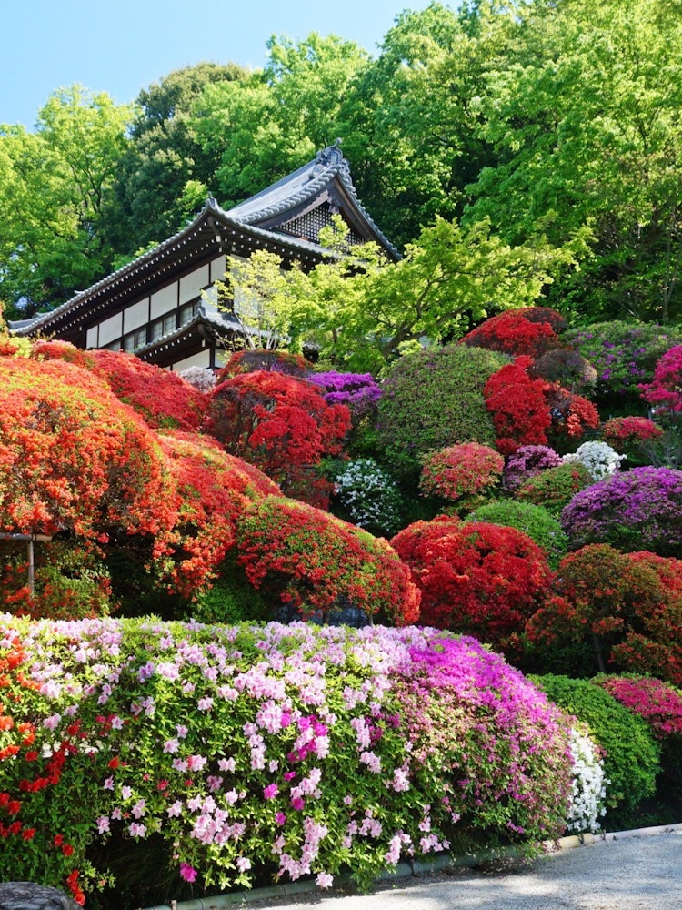 [相片1]神奈川县川崎市 宫前区 上木本町 十角院 圆形修剪的杜鹃花是一个美妙的地方。
