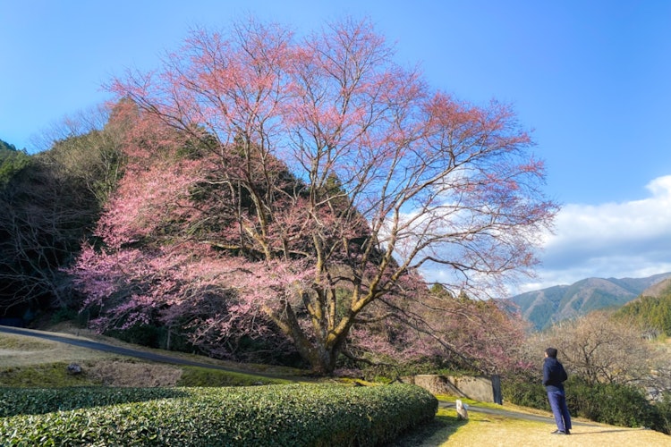 [이미지1]타케하라 옅은 잉크 벚꽃작년 이맘때는 거의 만개했지만, 올해는 이제 막 피기 시작했습니다. 아래쪽 꽃은 여기저기서 꽃이 피기 시작했고, 위쪽 꽃봉오리는 꽃봉오리가 많았습니다. 다음