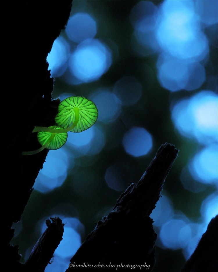 [相片1]「夜光蘑菇」学名：迈锡纳卢克斯-科利地点：日本四国＊被称为“森林仙女”的发光蘑菇和在黑暗森林树木之间的缝隙中静静发光的Shii-no-Lantern蘑菇的Mycena lux-coeli是一个非常奇怪