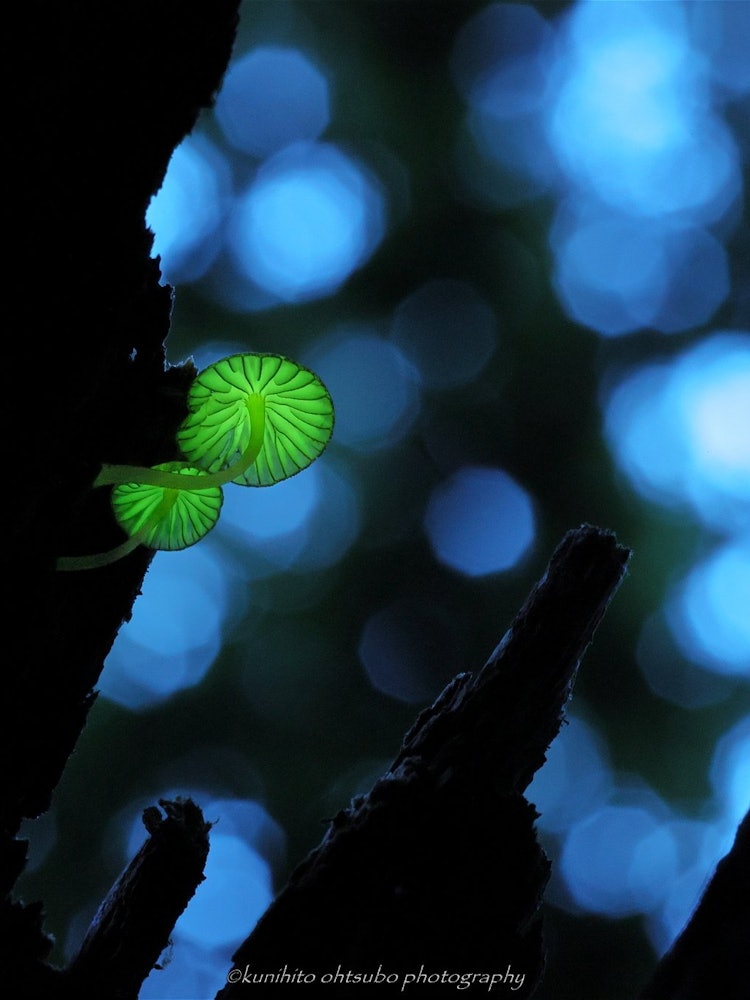 [Image1]「Luminous mushrooms」Scientific name：Mycena lux-coelilocation：Shikoku Japan＊The glowing mushroom call