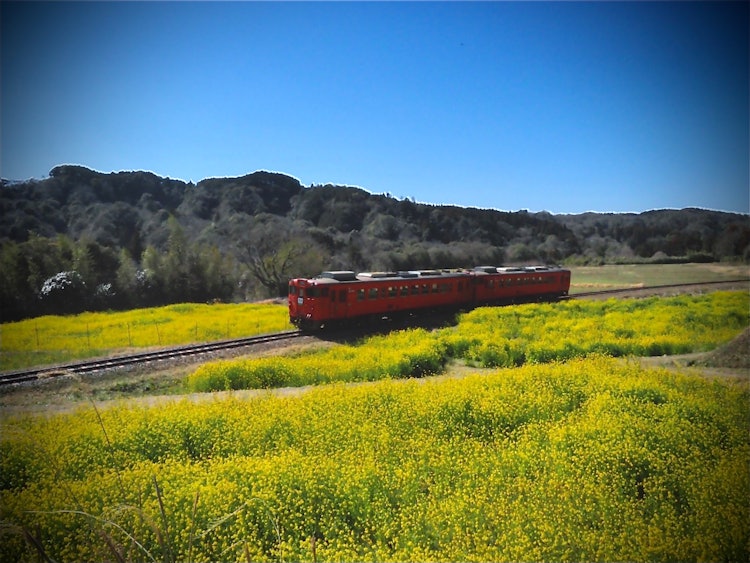[이미지1]지바현 요로 협곡 근처의 이른 봄 풍경벚꽃🌸은 아직 멀었지만 이 유채꽃 융단은 아름답습니다 ♪빨간 기차는 천천히 움직인♪다기차 창문에서 보이는 전망은 예외적이어야합니다.사진 작가와