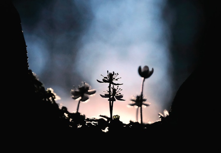 [相片1]它是在NHK的早间剧“Ranman”中成名的baikaouren，该剧以植物分类学家牧野富太郎博士为蓝本。 我拍了一张剪影照片，背景是日出时阳光透过树林照耀。