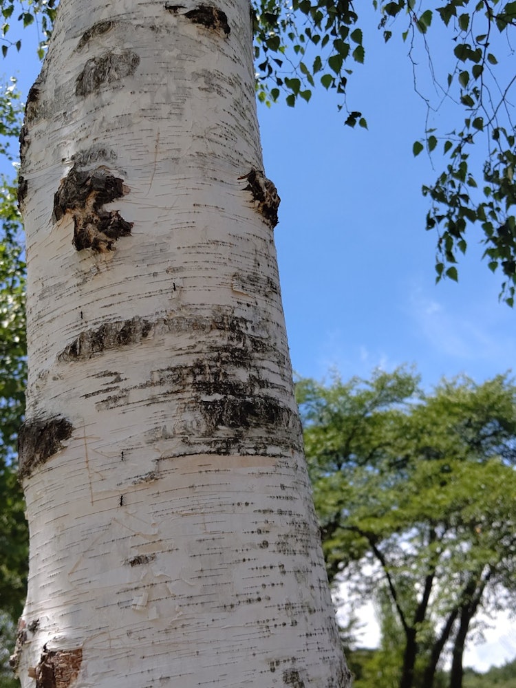 [Image1]It is a birch tree that grew on the ranch.Ants were 😁 working hard