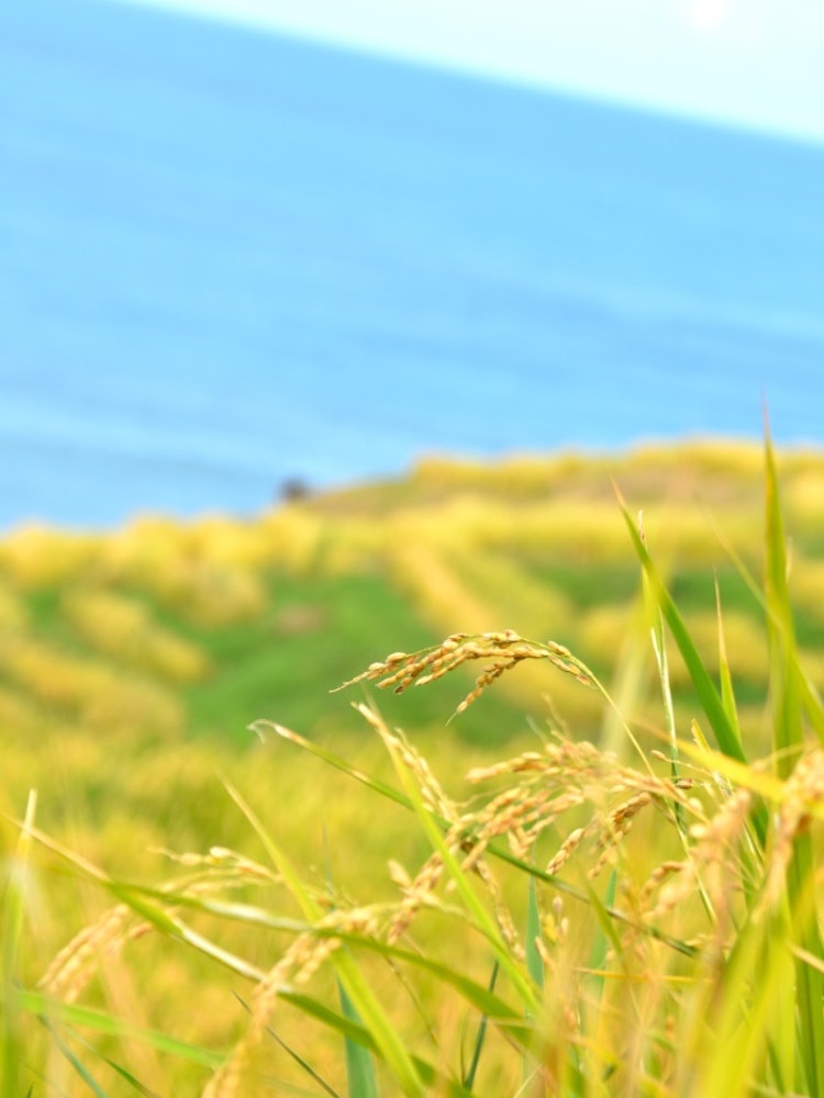 [相片1]📍 石川 / 白目千尾田它作為世界農業遺產“能登裡山裡見”的代表梯田而備受關注。後面有已經生長的稻穗🌾和梯田。✨ 這是一個絕佳的景色。