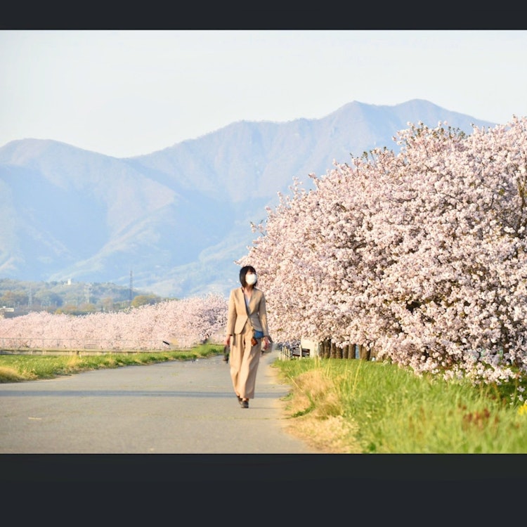 [相片1]这是在长野县北信地区的千曲川河上观看八重樱花的傍晚散步。