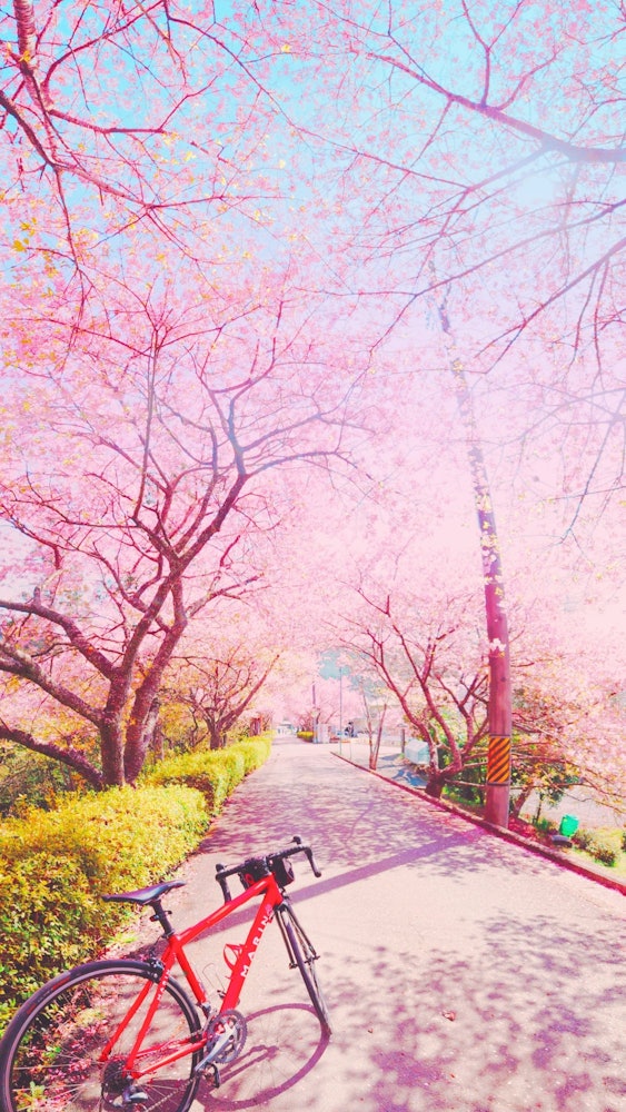 [相片1]愛知縣新城河津🌸櫻花樹的長野♡ 我喜歡在最好的時間騎自行車看它。