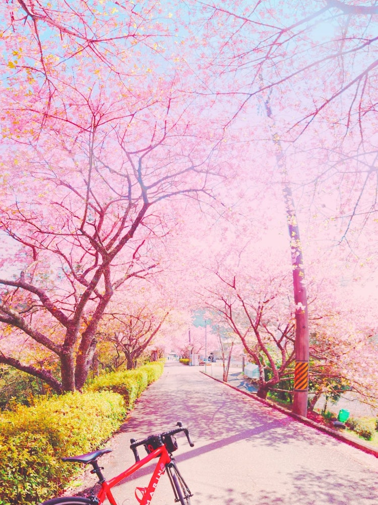 [이미지1]나가시노 in 아이치 신성 가와즈 벚꽃 🌸 나무나는 그것을보기 가장 좋은 시간에 사이클링을 즐겼다 ♡.