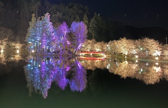 [相片2]長野縣須坂市的卧龍公園被選為櫻花名所百選的100個最佳賞櫻景點。4月21， 2024 18：00~22：00櫻花在晚上被點亮。今年，弁天島也被點亮了。與白天不同，請看夢幻般的夜晚櫻花~ 🌸🌸🌸