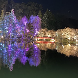 [画像2]長野県須坂市の臥竜公園はさくら名所１００選に選ばれております。２０２４年４月２１日　１８：００～２２：００まで夜桜ライトアップをしています。今年は弁天島もライトアップをしております。昼間とはちがう、幻