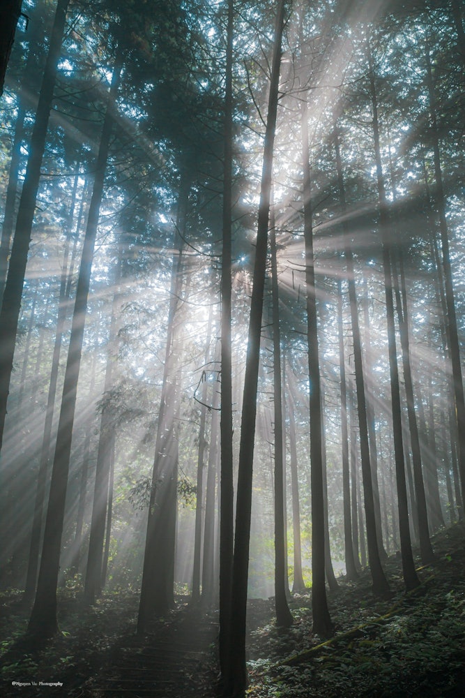 [画像1]日本の自然京都にある森、深霧に朝日に浴びて、シャーのような妄想的な日でした。