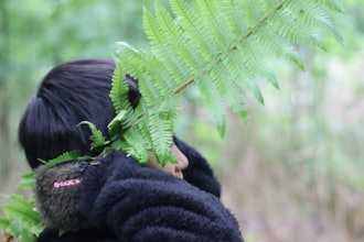 [相片2][让我们在“Miya no Mori”中寻找春天！ 】我以为随着我们进入夏天，天气会变暖。5月25日星期六，天气非常寒冷。过去，我负责区域振兴合作志愿者的树木教育。教育委员会，以及担任森林策展人的高田