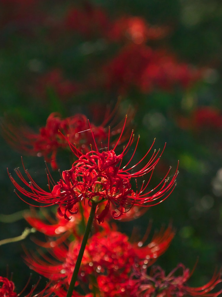 [Image1]The Crimson World ~Autumn in Komabano Park~