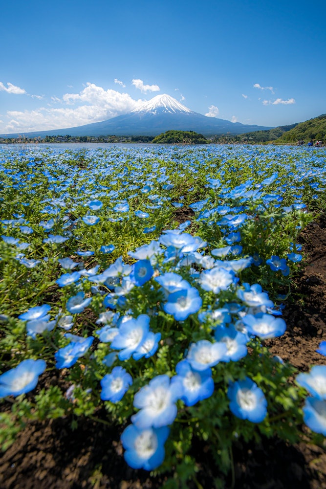 [相片1]Nemophila與富士山的合作藍色的線蟲，藍天和富士山遍佈各地，真是太好了。在山梨縣河口湖 2022/5/3