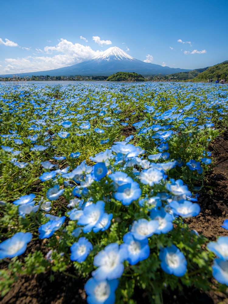 [画像1]ネモフィラと富士山のコラボ一面広がる青色のネモフィラと青空、富士山も入って、素敵でした。山梨県 河口湖にて 2022/5/3