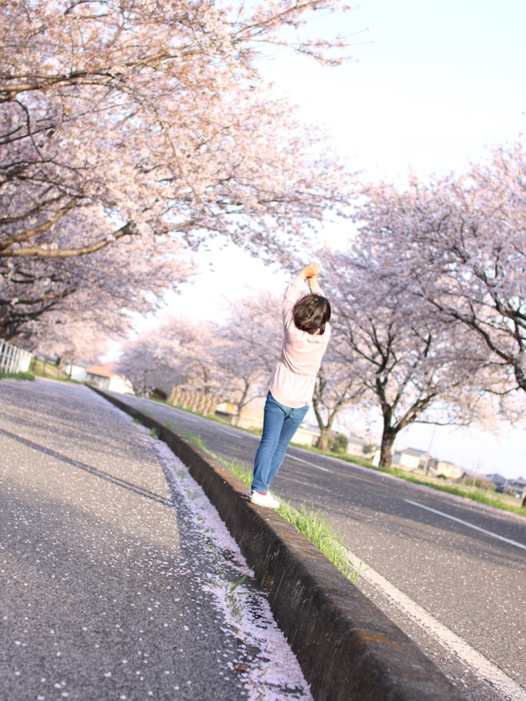[画像1]岐阜県平田靱負ロード。自分も一本の桜の木になりたいのかな？！桜を見に行くよと散歩に出掛けた際の一枚。意識したのかしてないのか、娘が自分で選んだ服のカラーはまさに桜の木のよう…そんな娘の才能？ 感性？ 