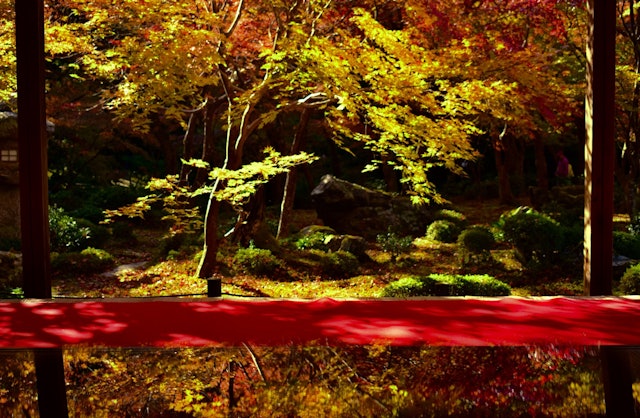 [画像1]「秋のリフレクション」先日、京都の円光寺を訪れ、鮮やかな紅葉を楽しみました。訪問中、本当に美しい紅葉を見て、この紅葉を反射できたらもっと見栄えがするかもしれないと思いました。残念ながら、そのようなオプ