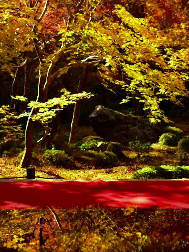 [相片1]《秋之倒影》最近，我參觀了京都的恩科寺，欣賞了充滿活力的秋色。在我訪問期間，我看到了非常美麗的秋色，我想如果我能反射出這種秋色，那麼它可能會更好看。不幸的是，沒有這樣的選擇。於是，我用手機當鏡子來反映