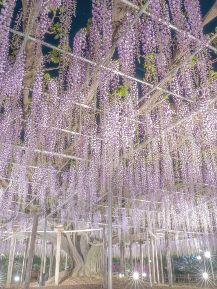 [相片1]地点：足利花卉公园那是一幅令人惊叹的紫藤窗帘！我很着迷^ ^