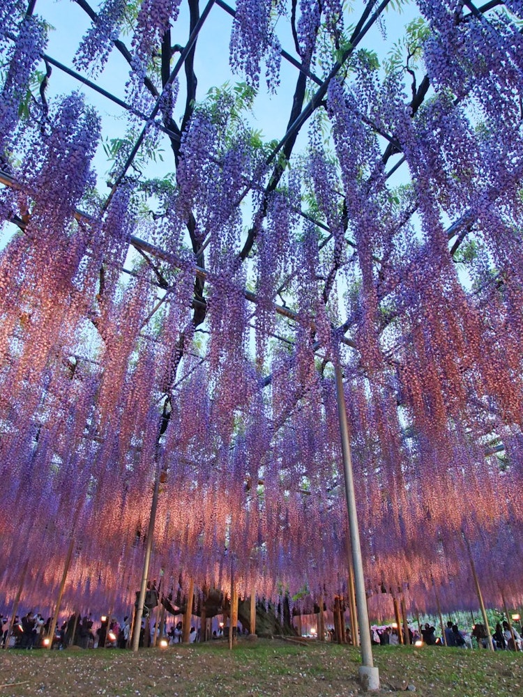 [Image1]Ashikaga City, Tochigi Prefecture Ashikaga Flower Park It is wonderful to be overwhelmed by the pres