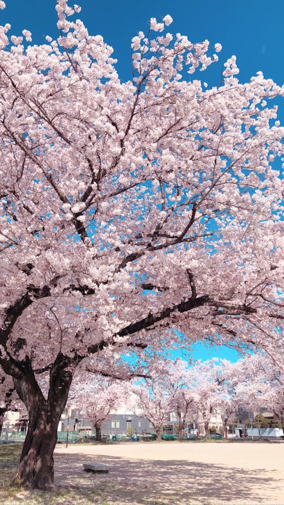 [이미지1]우리 집 앞의 벚꽃입니다. 올해도 만개 🌸☺️#자연#사진 콘테스트