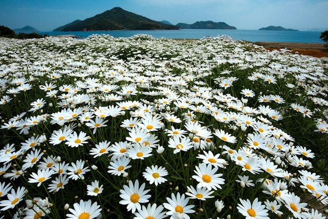 [画像1]香川県三豊市にあるフラワーパーク浦島。瀬戸内海の海辺の花畑。 マーガレットが満開になる５月は、一面が真っ白い花で埋め尽くされる。