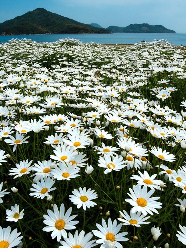 [相片1]香川县三丰市浦岛花卉公园。濑户内海的海滨花园。 五月，当玛格丽特盛开时，整个地区都开满了纯白色的花朵。