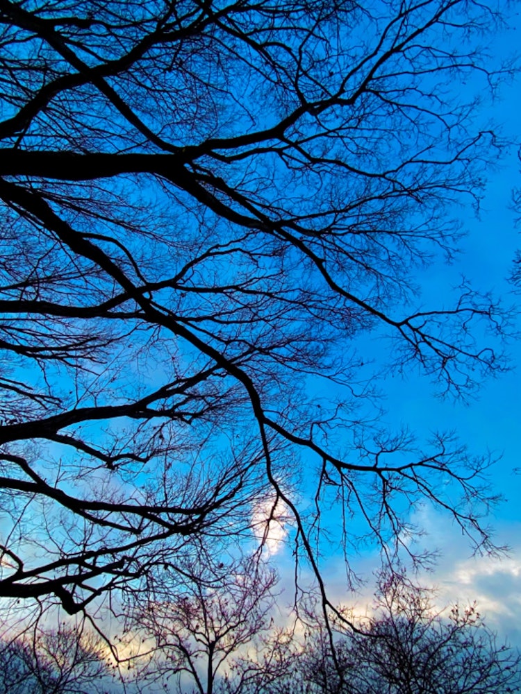 [画像1]2023年 1 月14日 早朝曇り 5度雑木林の日々の記録ご覧いただきありがとうございます。自然や木々の変化の様子を記録しています。#林 #紅葉 #写真 #自然 #光 #四季 #イマソラ #空