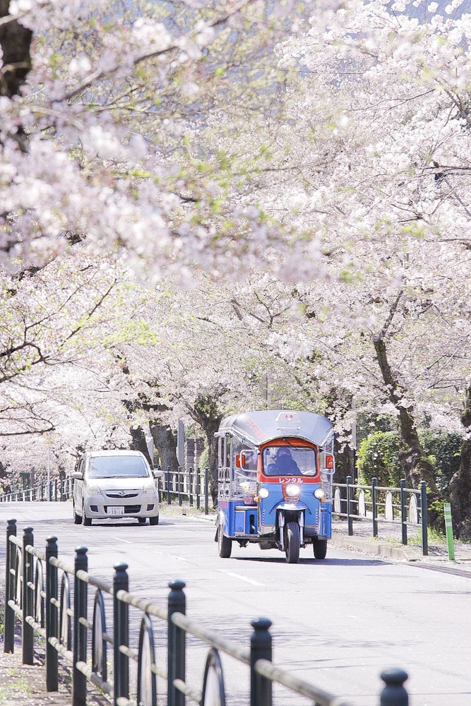 [이미지1]나가토로의 벚꽃 가로수 사이로 달리기사이타마현 치치부군 나가토로에 있는 벚꽃나무🌸입니다예년보다 늦게 꽃이 만개했습니다 😁올해는 더욱 많은 사람들이 있기 때문에 아침을 추천💪합니다