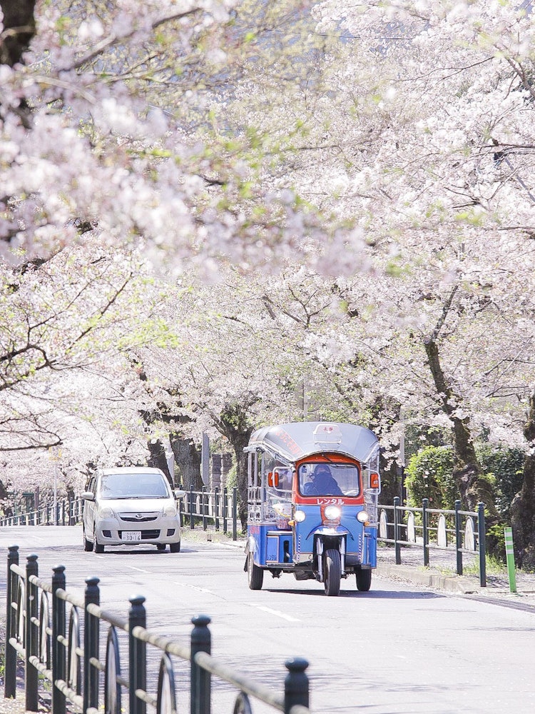 [相片1]穿過長瀞的一排排櫻花樹這是埼玉縣秩父區長瀞的一排櫻花樹 🌸它盛開的時間😁比每年都晚今年，我推薦💪早上，因為人更多