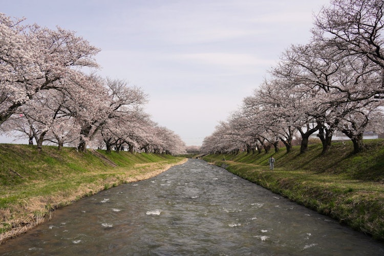 [相片1]它是富山县朝日町船川岸边的一朵樱花。每年都有许多当地人前来参观，以瞥见真诚创造的壮丽景色。