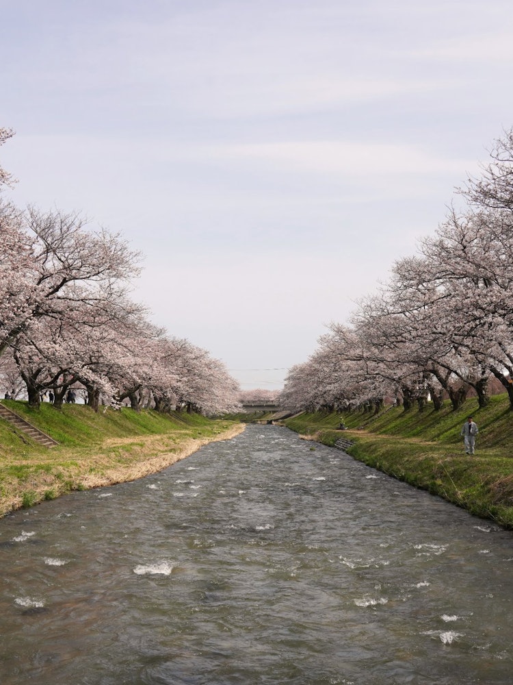 [相片1]它是富山縣朝日町船川岸邊的一朵櫻花。每年都有許多當地人前來參觀，以瞥見真誠創造的壯麗景色。