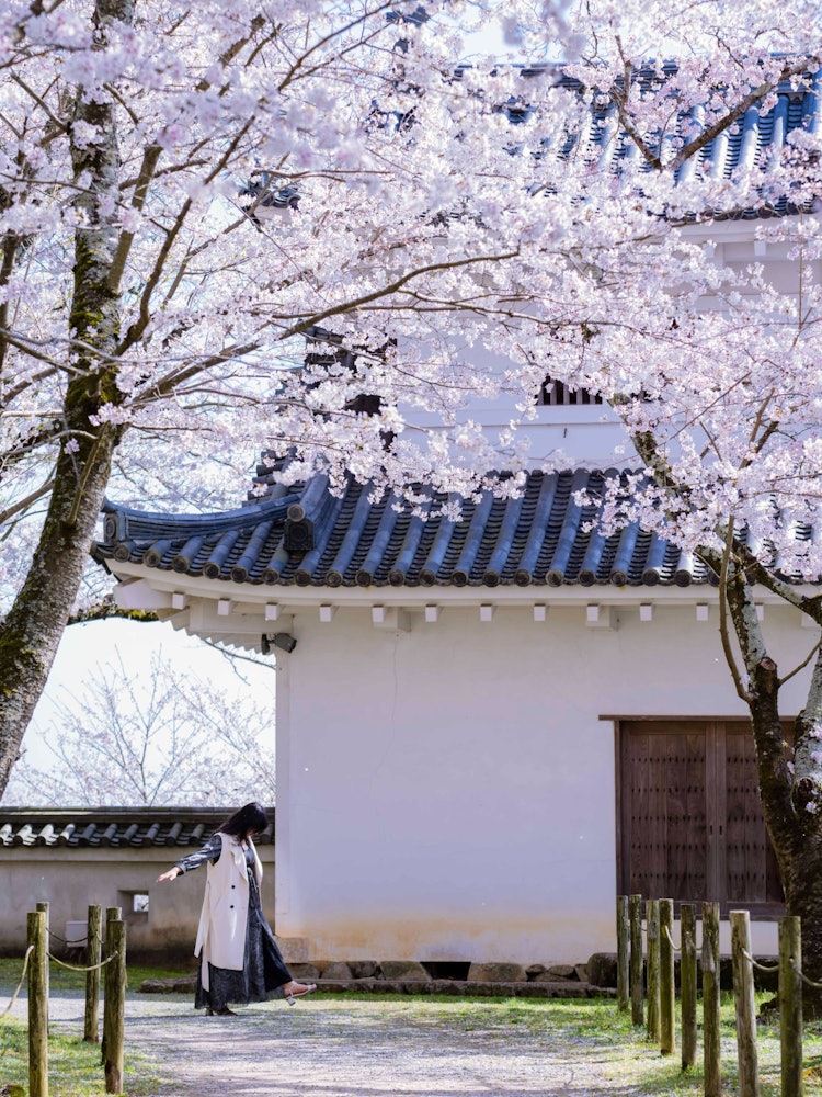 [Image1]Hyogo Prefecture Walk under the cherry blossoms of Tatsuno Castle