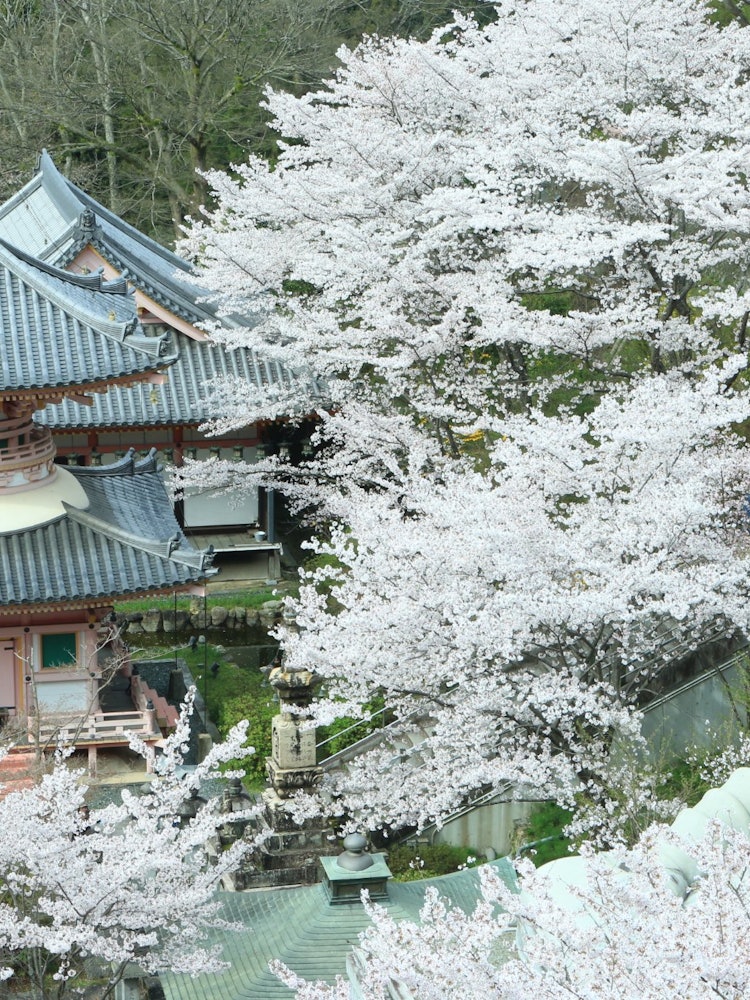 [画像1]奈良県にある壷阪寺の桜です。大仏や歴史的建造物と共に桜が咲き誇る様子は日本の春の象徴です。