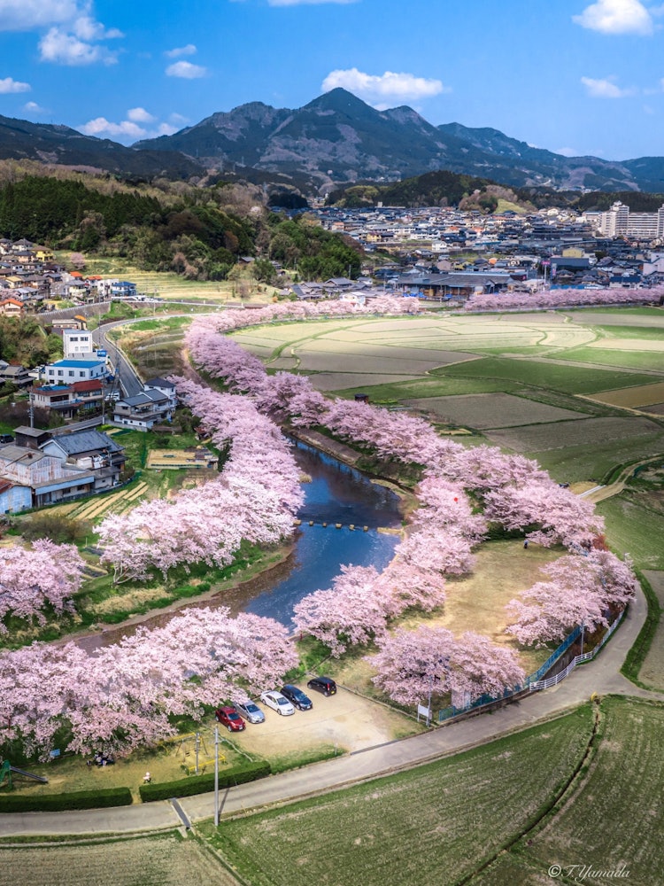 [Image1]Sakura SNice scenery found in Nara.It is nice to feel that the row of cherry blossom trees is increa