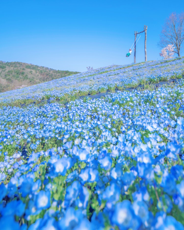 [相片1]广岛世罗町（广岛的推荐景点）#Flower Station Sera（色拉花驿站） 👈 ◾️ 这是Flower Station Sera活动的公告！明天，5月28日和5月12日，将举行“Hana no