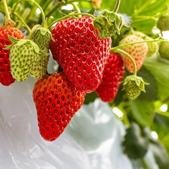 [Image1]Baby Barry FarmWe carefully nurture cute strawberries like babies. I want everyone to enjoy the brig