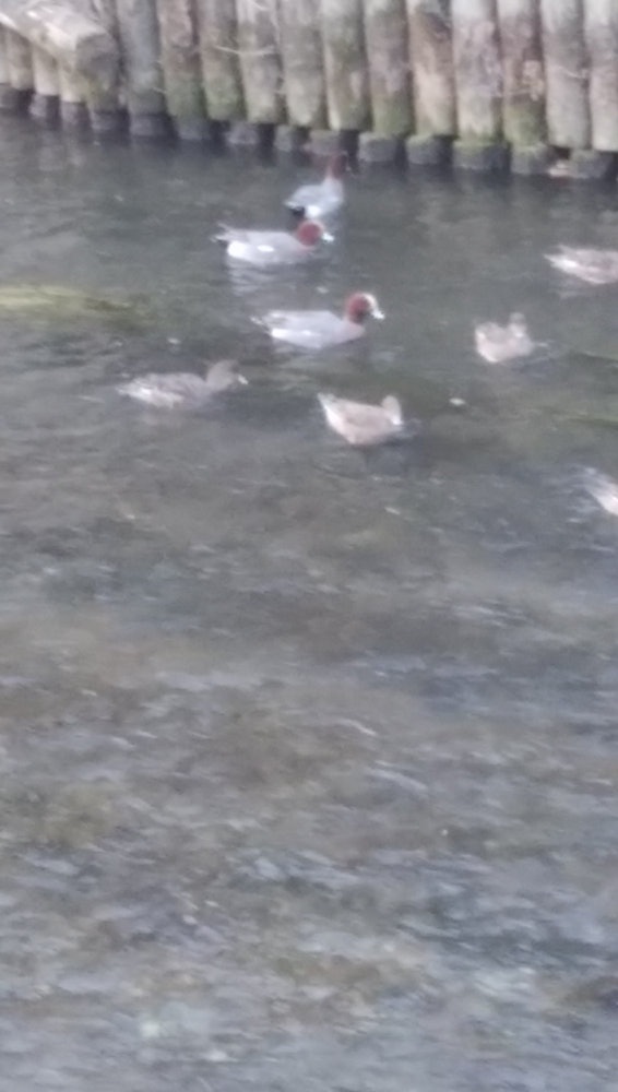 [相片1]鴨子在寒風中在栃木市的Tomawa河中游泳。