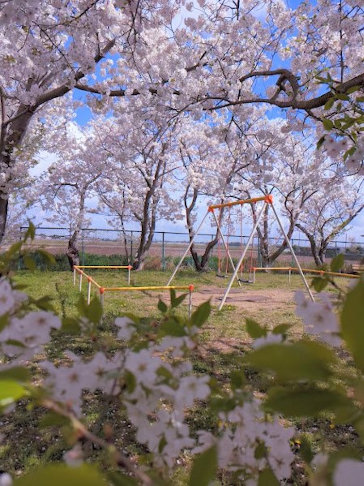 [相片1]这是我父母家附近的一个非常小的公园，但樱花非常漂亮。#春季 #摄影比赛 #女子肌肉训练　