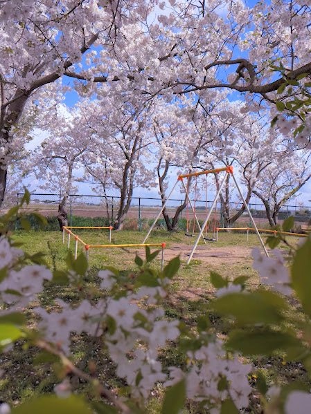 [Image1]It's a very small park near my parents' house, but the cherry blossoms were very beautiful.#Spring #