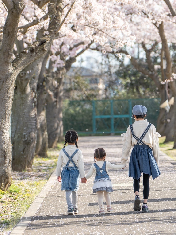 [画像1]友達から家族写真を頼まれたので、快晴で桜が満開の時期を狙って撮ってきました。めっちゃかわいい三姉妹… 撮っていて癒されます。