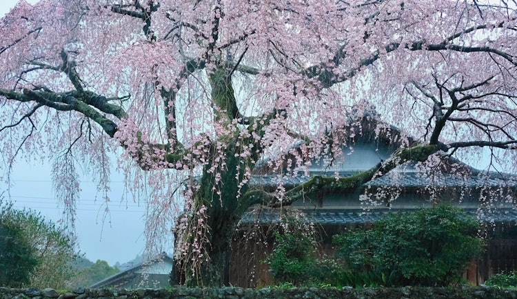 [画像1]熊野古道近露にある野長瀬家の枝垂れ桜、雨のしっとりした風景が好きでついつい通ってしまいます。 それに、一人で楽しむにはもってこいの桜です。