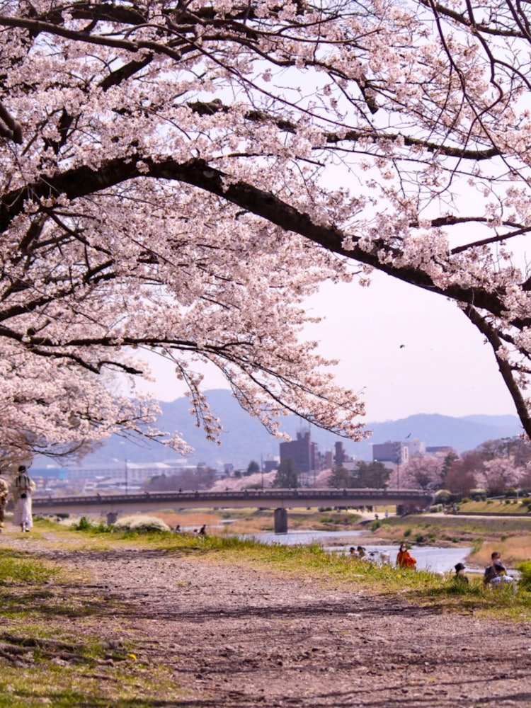 [Image1]Spring in KyotoKamo River is in full bloom
