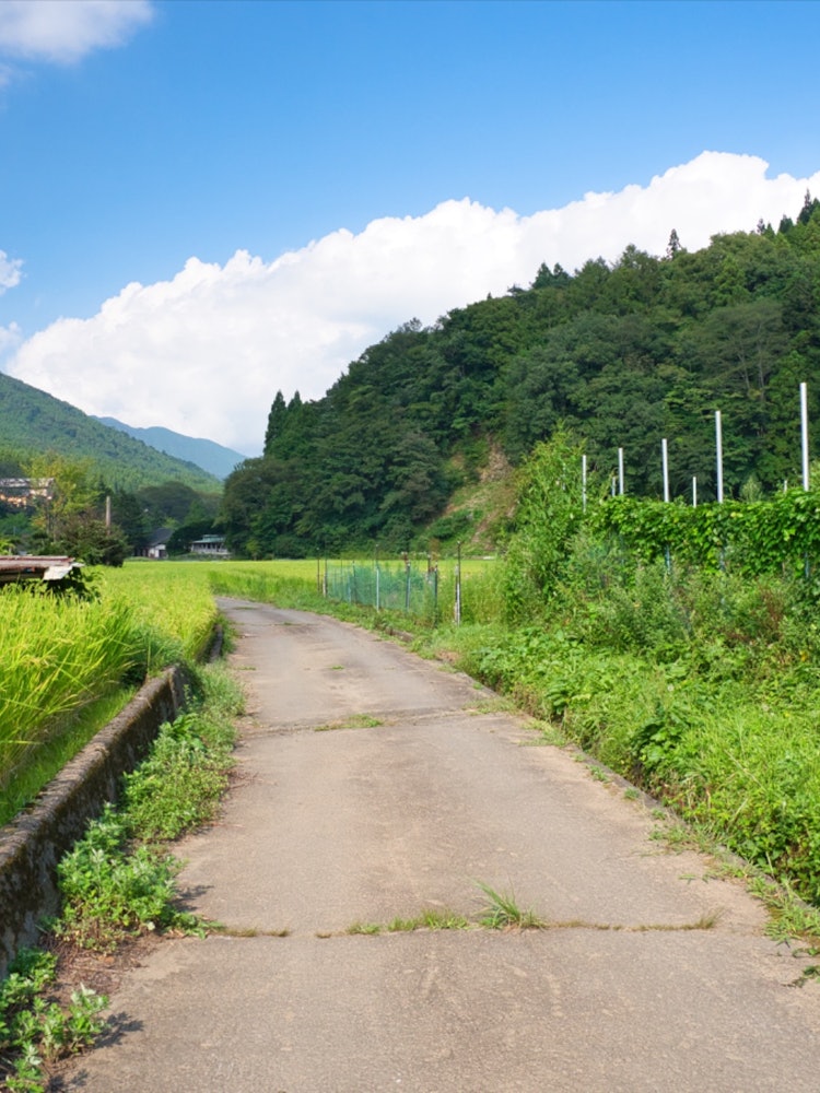 [Image1]Summer scenery in Doshi VillageThe sound of cicadas echoed and I felt nostalgia